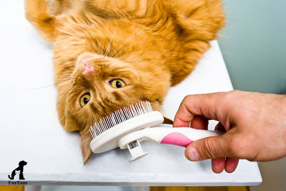 5 Tips for Cat Grooming at Home